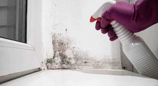 Best Local water damage restoration  in Valley Falls, SC